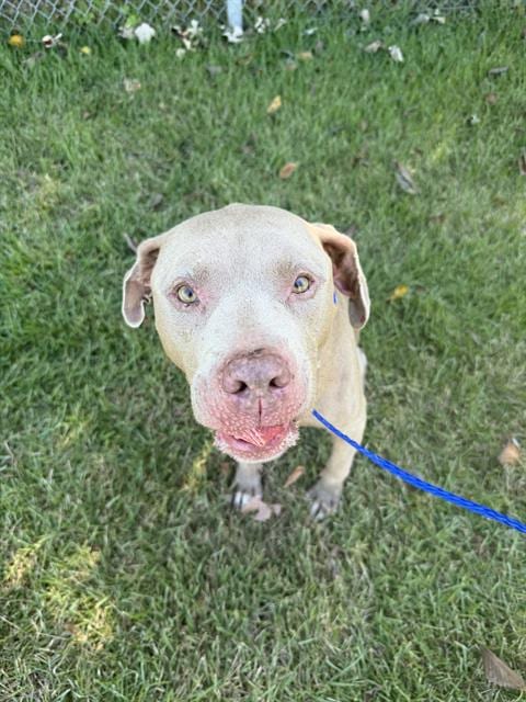 Photo of Buddy Dog, adoptable American Staffordshire Terrier in Houston, Texas