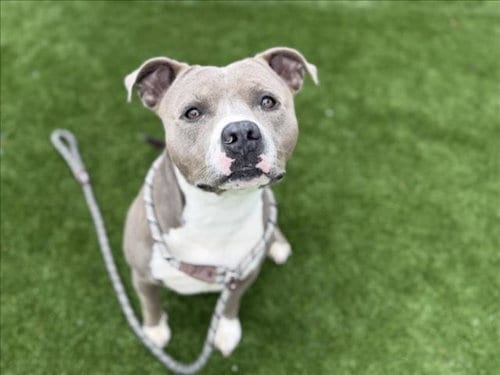 Photo of Bently, adoptable Pit Bull Terrier in Los Angeles, California