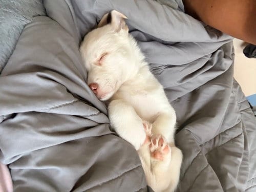 Photo of Chloe - HaveLock Litter, adoptable Husky in Holly Springs, North Carolina