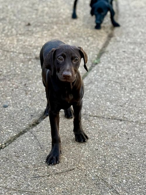 Photo of Marshall, adoptable Labrador Retriever in Texarkana, Texas