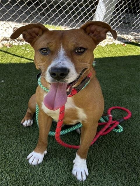 Photo of Roscoe, adoptable American Pit Bull Terrier in Newton, North Carolina