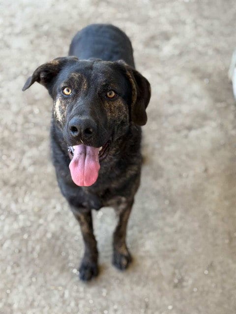 Photo of Bruce, adoptable German Shepherd Dog in Riverside, California