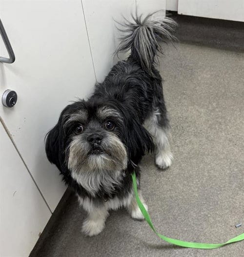 Photo of Pepper, adoptable Maltese in HESPERIA, California
