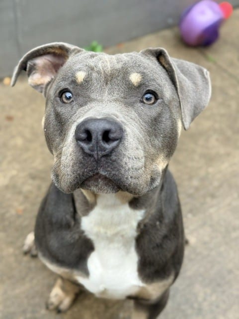 Photo of Boardwalk, adoptable American Pit Bull Terrier in Chicago, Illinois