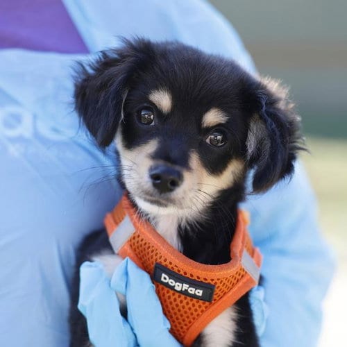Photo of Stewy, adoptable Dachshund in San Antonio, Texas