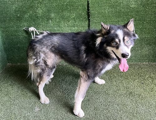 Photo of Chulo, adoptable Siberian Husky in Lancaster, California