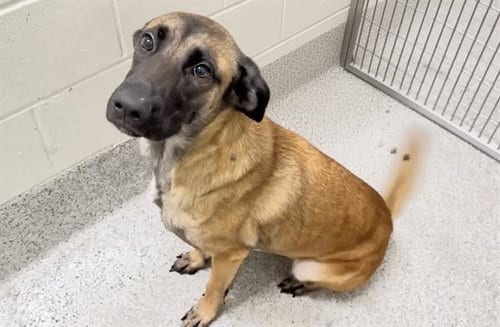 Photo of A661448, adoptable German Shepherd Dog in Houston, Texas