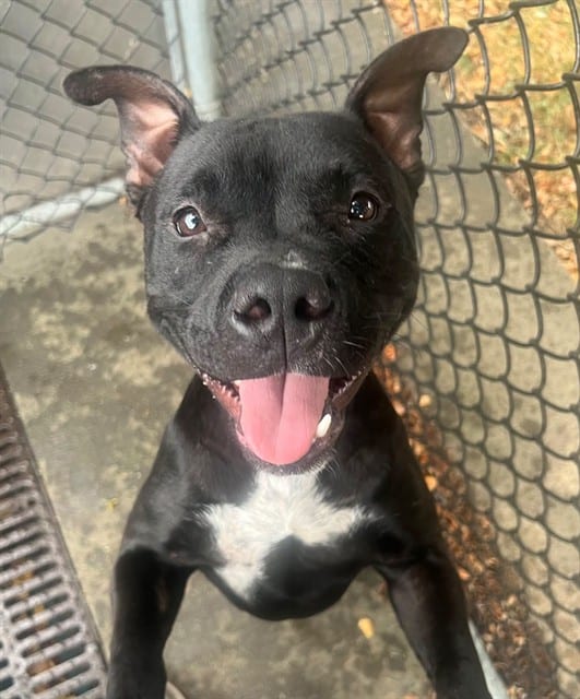 Photo of Sombra, adoptable American Pit Bull Terrier in Chicago, Illinois