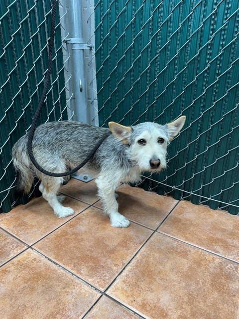 Photo of Blue, adoptable Terrier in Downey, California
