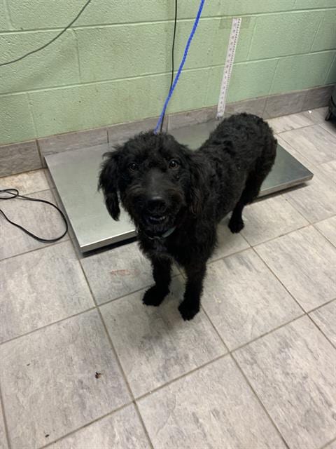 Photo of Kiara, adoptable Poodle (Standard) in Grand Prairie, Texas
