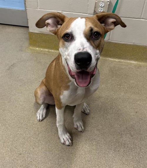 Photo of Finn, adoptable American Staffordshire Terrier in Grand Prairie, Texas
