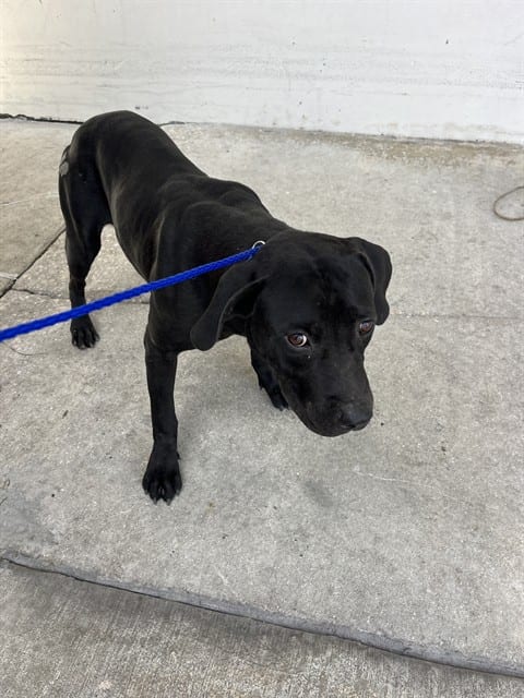 Photo of Billy, adoptable Terrier mix in Miami, Florida