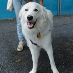 Photo of Freida, adoptable Great Pyrenees in New York, New York