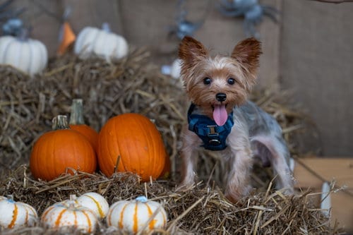Photo of Orion, adoptable Yorkshire Terrier Yorkie in Auburn, Georgia