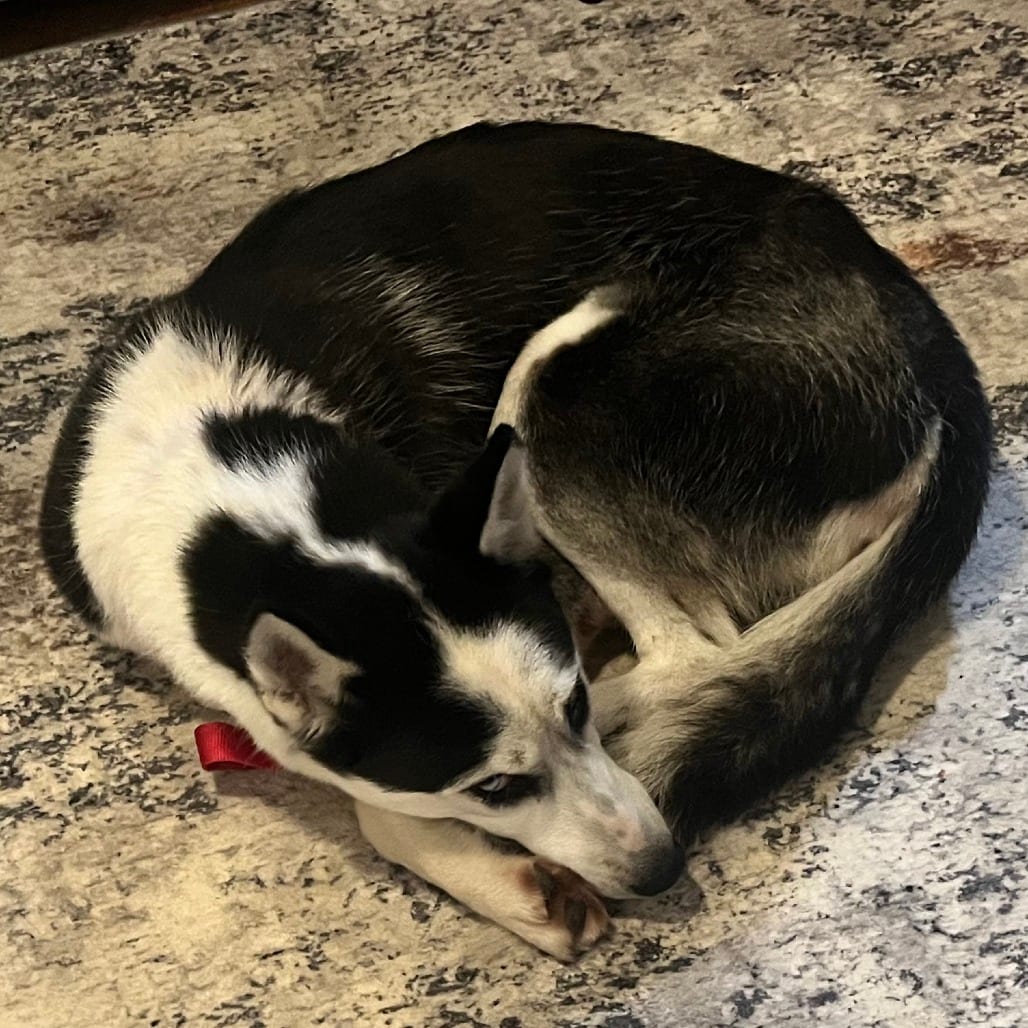 Photo of Arabelle - Home to Home, adoptable Husky in South Elgin, Illinois