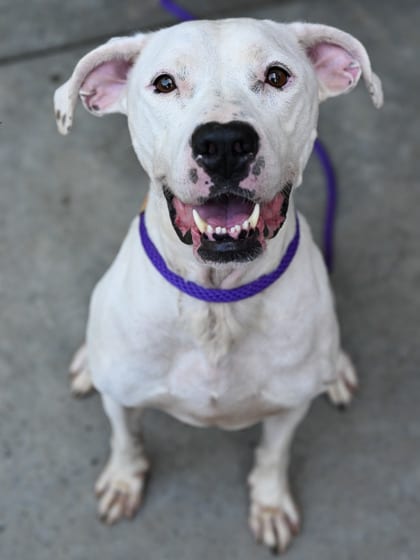 Photo of Betty - IN FOSTER, adoptable dog in Chamblee, Georgia