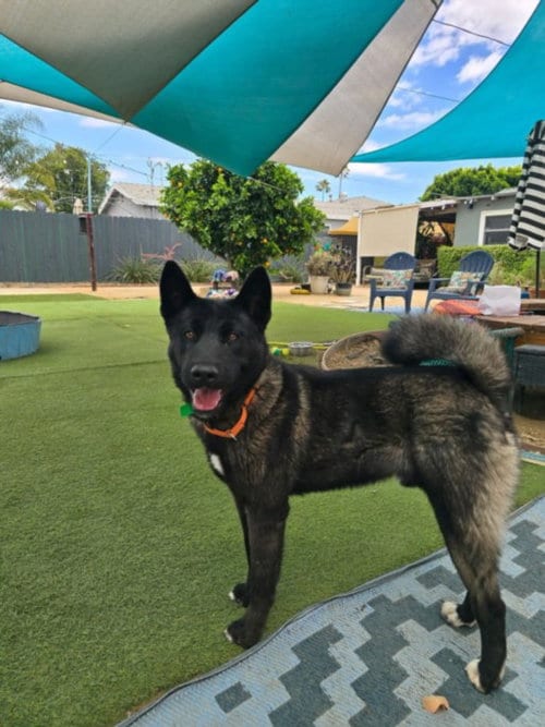 Photo of Allen, adoptable Belgian Shepherd Malinois in Van Nuys, California