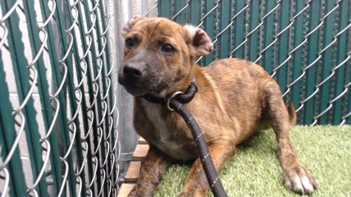 Photo of Tiger, adoptable Chihuahua in Downey, California