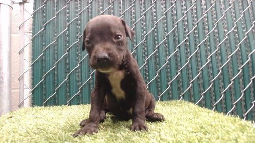 Photo of Oreo, adoptable Pit Bull Terrier in Downey, California