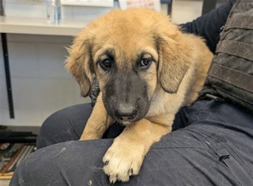 Photo of Cynthia, adoptable German Shepherd Dog in Mesa, Arizona