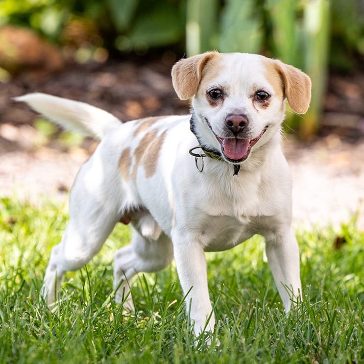 Photo of Rocky, adoptable Chihuahua / Terrier in Council Bluffs, Iowa