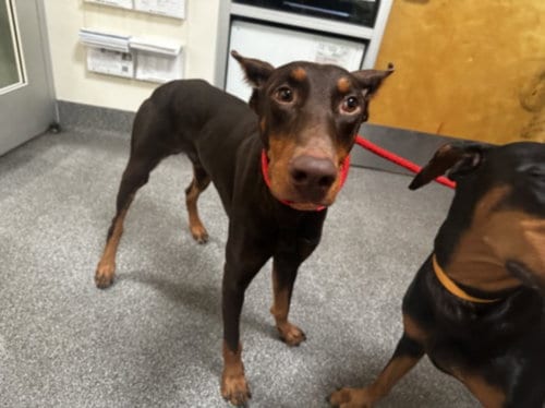 Photo of Simba, adoptable Doberman Pinscher in Los Angeles, California