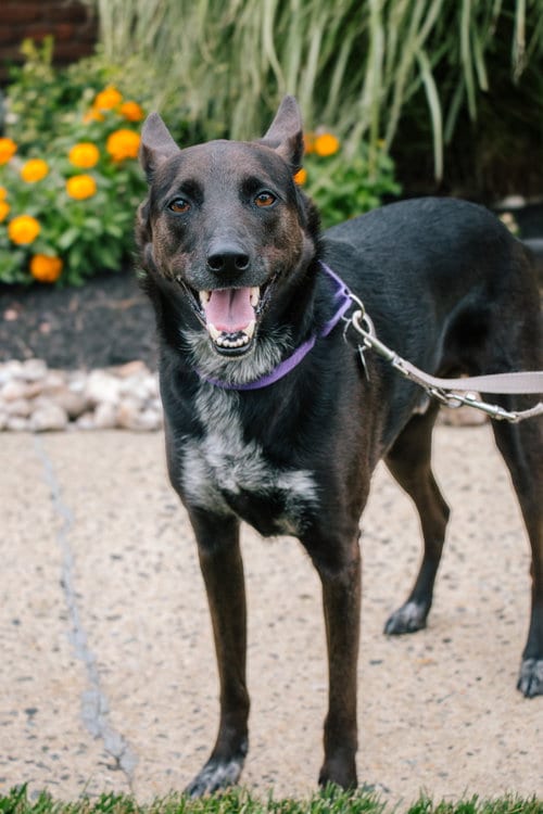 Photo of Indigo - Indeed a Good Boy, adoptable Australian Cattle Dog/Blue Heeler in Oakhurst, New Jersey