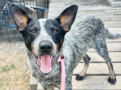 Photo of Barney, adoptable dog in Georgetown, Texas