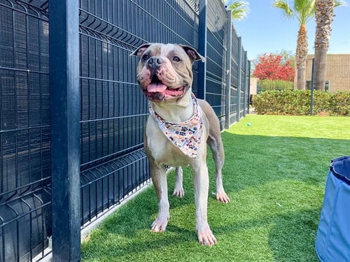Photo of Cucumber, adoptable Pit Bull Terrier in Orange, California
