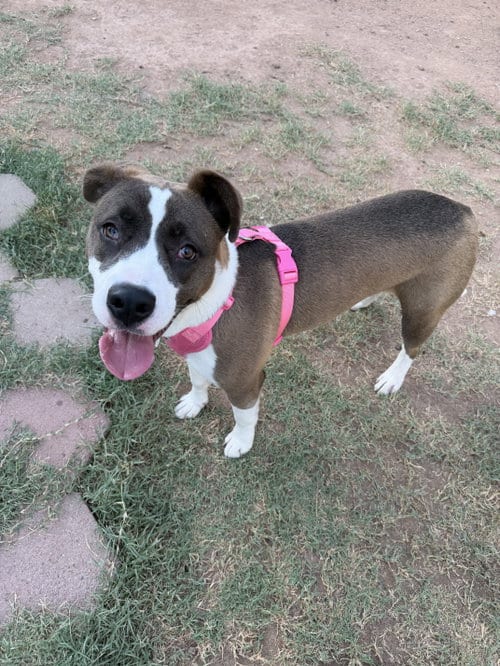 Photo of Mina, adoptable Pit Bull Terrier in Chandler, Arizona