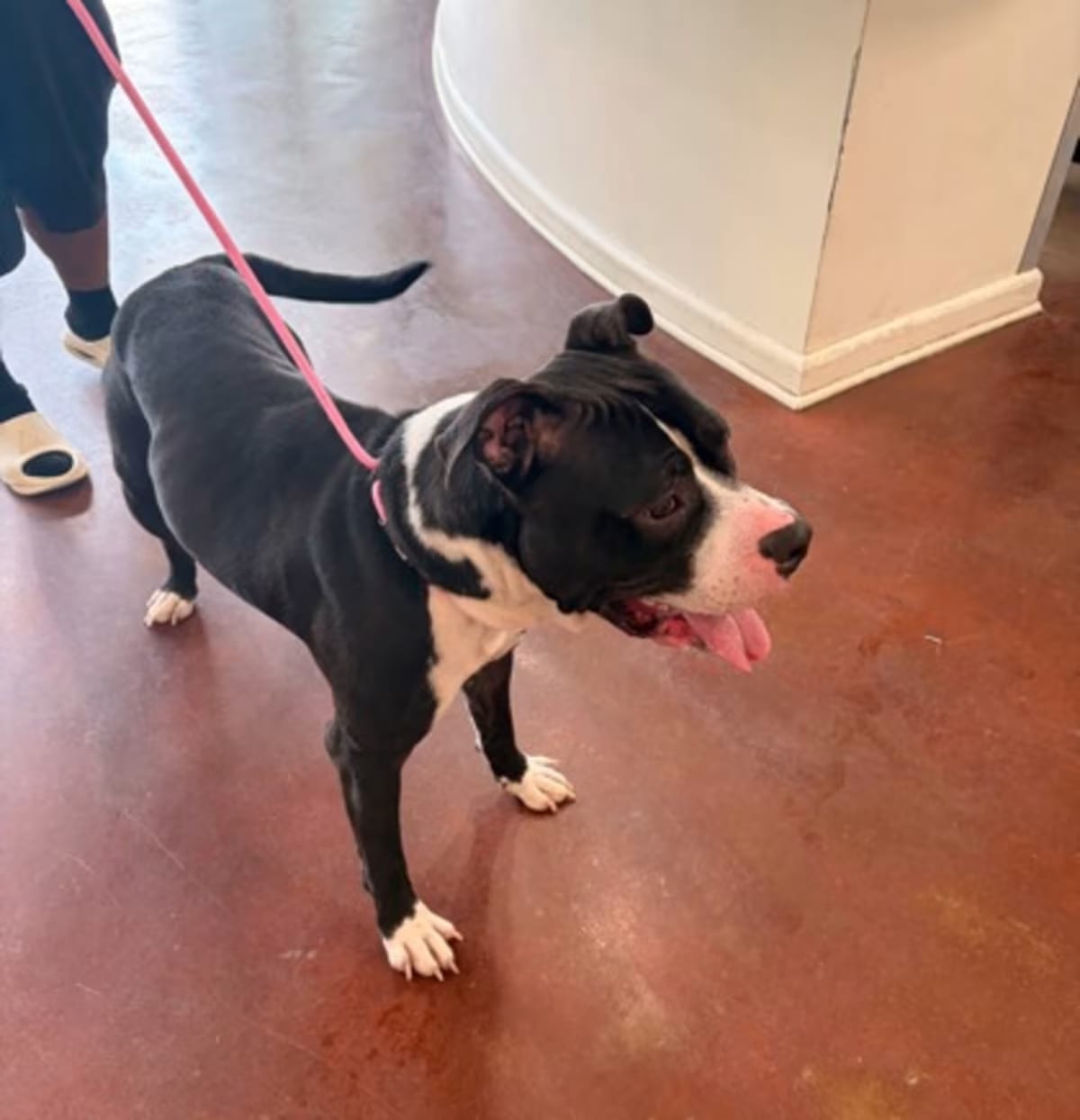 Photo of Osric, adoptable American Pit Bull Terrier in New Orleans, Louisiana
