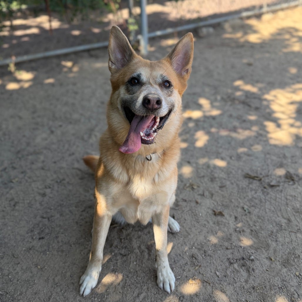 Photo of Denny, adoptable Shepherd, German / Mixed Breed (Medium) in Riverside, California