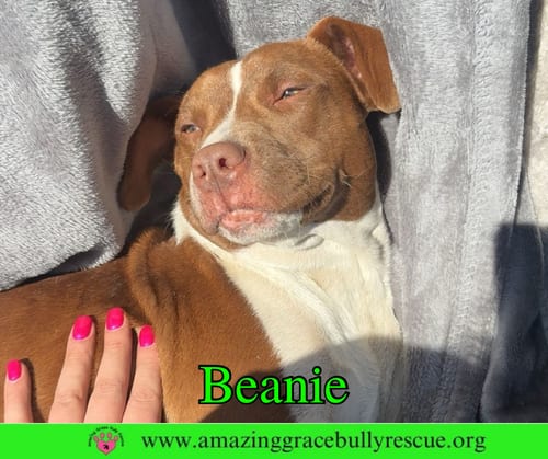 Photo of Beanie, adoptable American Bulldog in Milton, Florida
