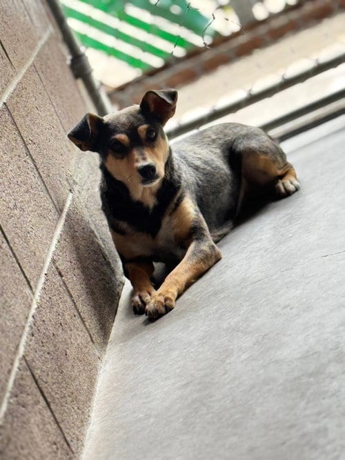 Photo of Bindi, adoptable Chihuahua in Las Vegas, New Mexico