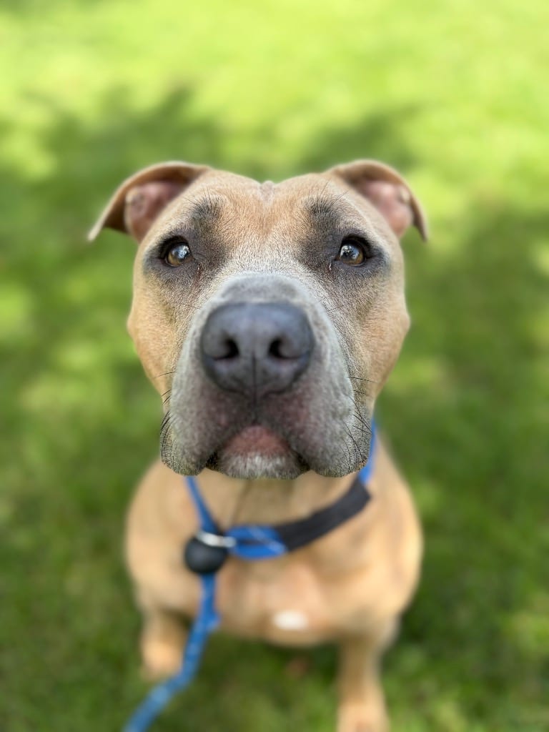 Photo of Rosie, adoptable Terrier in Wintersville, Ohio