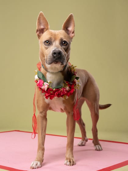 Photo of Diamond, adoptable dog in Atlanta, Georgia