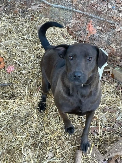 Photo of Mia, adoptable Labrador Retriever in Holly Springs, North Carolina