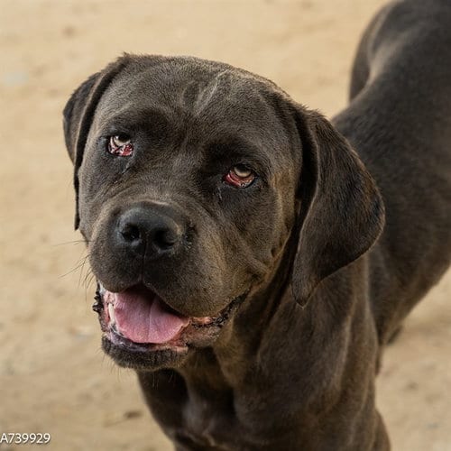 Photo of Rosie, adoptable Cane Corso Mastiff in Sacramento, California