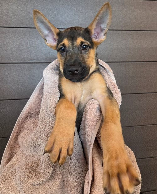 Photo of Topaz, adoptable Unknown breed in Rancho Santa Fe, California