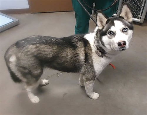 Photo of Kitty, adoptable Husky in Phoenix, Arizona