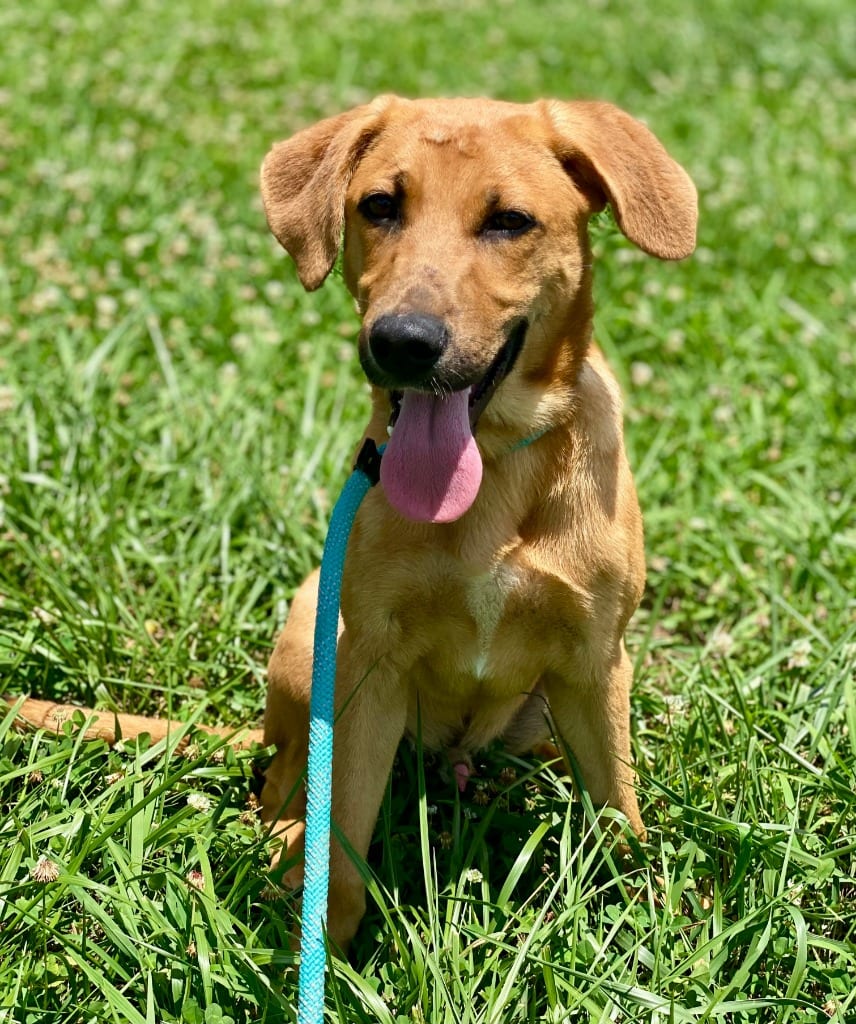 Photo of Brownie, adoptable Mixed Breed in Chickamauga, Georgia