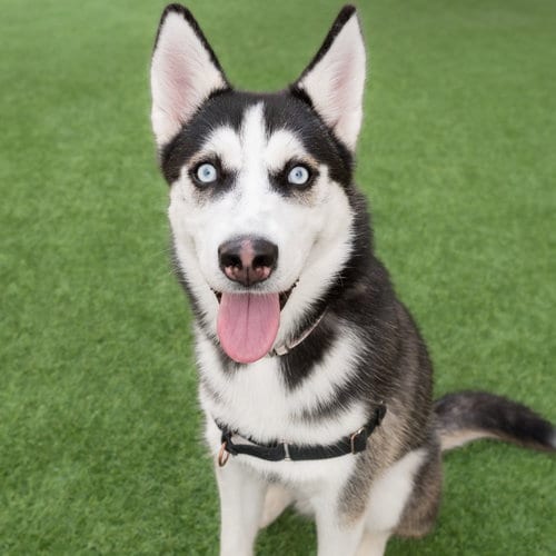 Photo of Annie, adoptable Husky in Burlingame, California