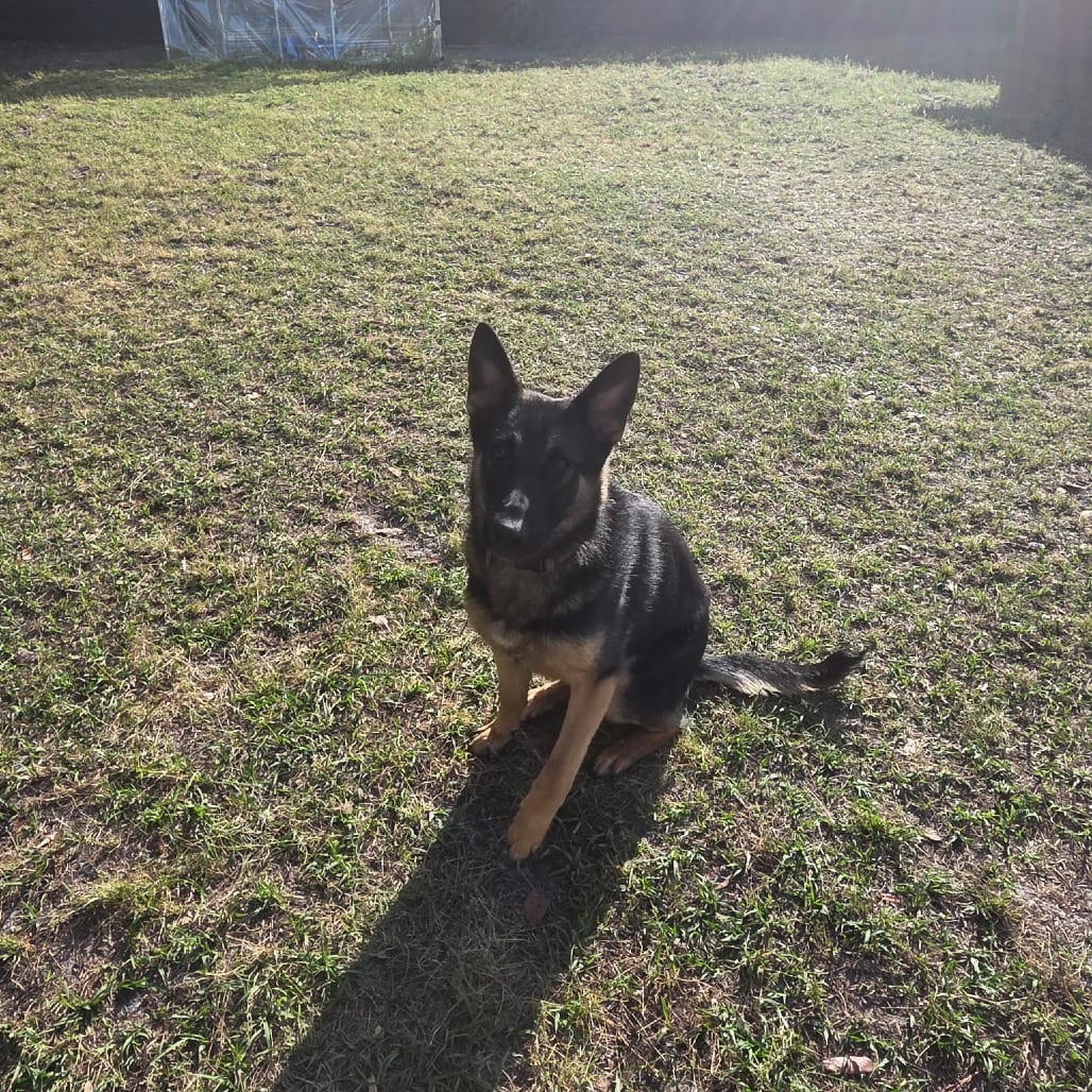 Photo of Emmie, adoptable Shepherd, German in Hinesville, Georgia
