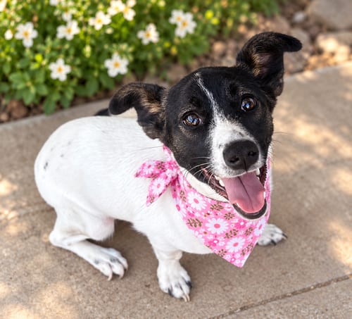 Photo of Cookie, adoptable Jack Russell Terrier (Parson Russell Terrier) in Phoenix, Arizona