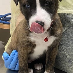 Photo of Carrie, adoptable Siberian Husky American Pit Bull Terrier in Vancouver, Washington