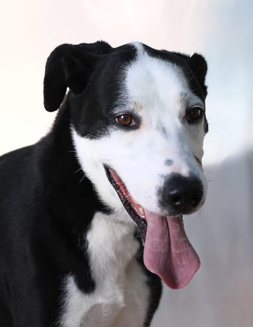 Photo of Bingo, adoptable Retriever in Pasadena, California