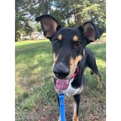 Photo of Baxter, adoptable Mixed Breed (Medium) in Washington, District of Columbia
