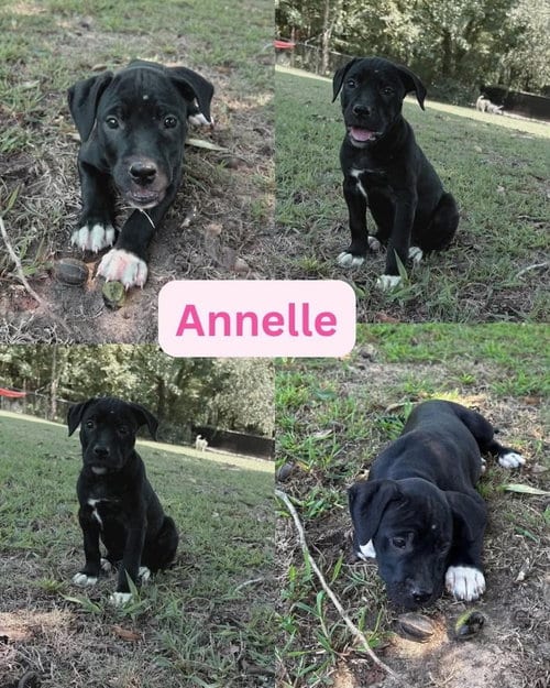 Photo of Clairee (corso crew 2026), adoptable Pit Bull Terrier in Wenonah, New Jersey