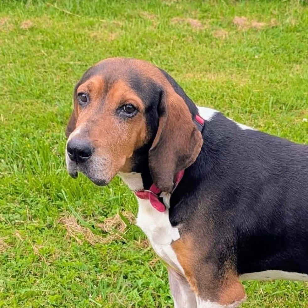 Photo of Lenny, adoptable Coonhound in Maysville, Kentucky