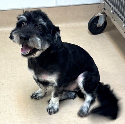 Photo of Mufasa, adoptable Terrier/Mix in Bakersfield, California
